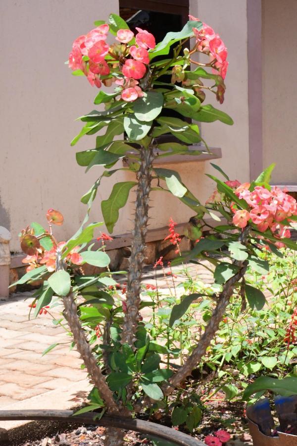 Golden Cherries Guest House Τζίντζα Εξωτερικό φωτογραφία